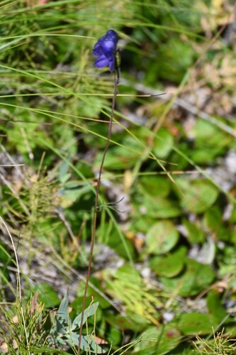 Aconitum delphiniifolium, photograph 5