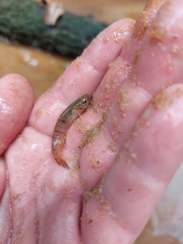 Peters killivis (Nimbapanchax petersi) — Nothobranchiidae