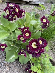 Primula × pubescens