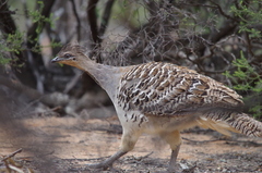 Malleefowl photo 2