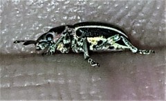 Eudiagogus maryae