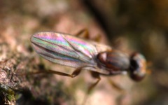 Clusiodes
