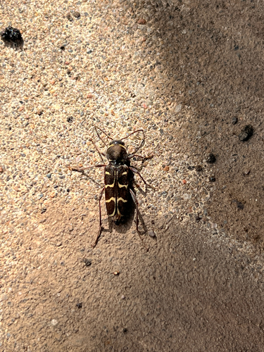Spruce Zebra Beetle