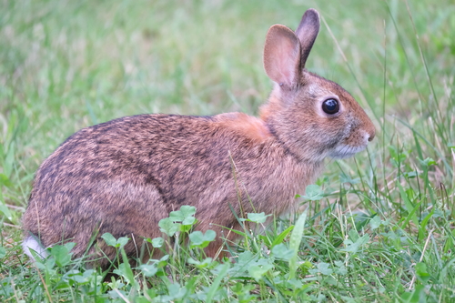 New England Cottontail observed by blurs