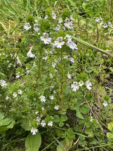 Common Eyebright
