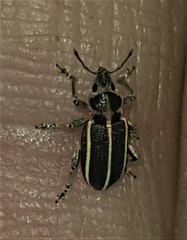 Eudiagogus maryae