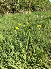 Bromus hordeaceus hordeaceus