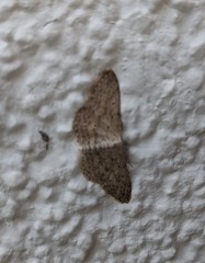 Idaea seriata