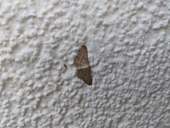 Idaea seriata