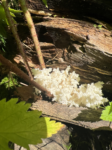 Coral tooth fungus
