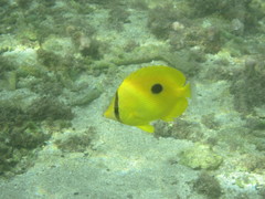 Chaetodon zanzibarensis
