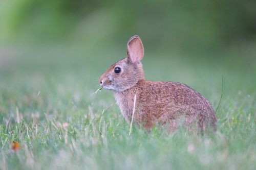 New England Cottontail observed by blurs