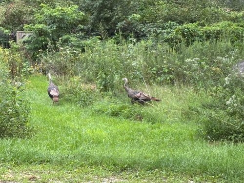 iNaturalist observation photo of Eastern Wild Turkey
