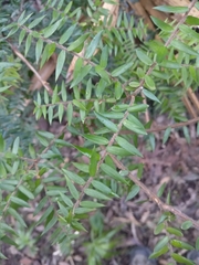 Acrotriche divaricata