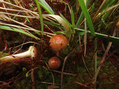 Pholiota highlandensis