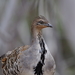 Malleefowl - Photo (c) ceejay93, some rights reserved (CC BY-NC), uploaded by ceejay93