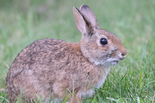 New England Cottontail observed by blurs