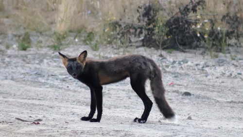Red Fox