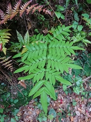 Osmunda japonica