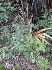 Acrotriche divaricata