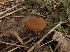Psathyrella spadiceogrisea