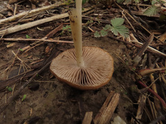 Psathyrella spadiceogrisea