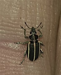 Eudiagogus maryae