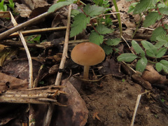 Psathyrella spadiceogrisea
