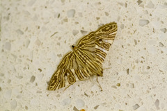 Glyphodes multilinealis