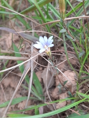 Gentiana loureiroi
