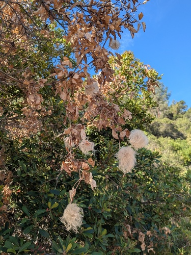Clematis lasiantha