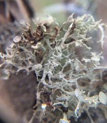 Ramalina dilacerata
