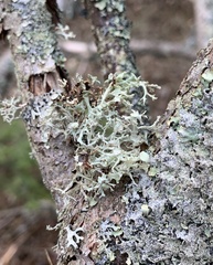 Ramalina dilacerata