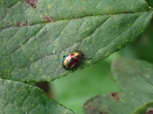 Dead-nettle Leaf Beetle