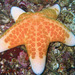 Granulated Sea Star - Photo (c) DavidR.808, some rights reserved (CC BY-NC), uploaded by DavidR.808