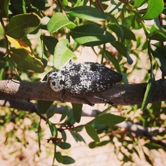 Capnodis cariosa