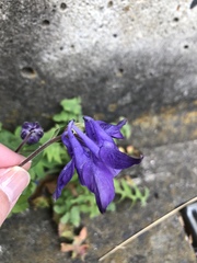 Aquilegia vulgaris