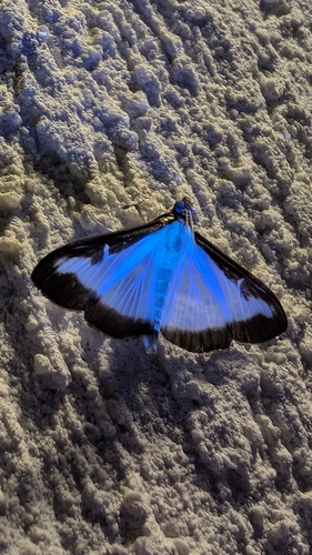 Box Tree Moth