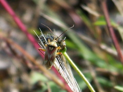 Calocoris roseomaculatus