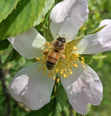 Apis mellifera
