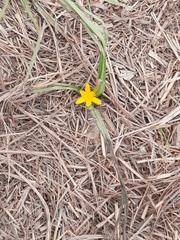 Curculigo orchioides