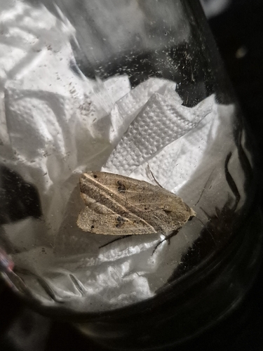 Large Yellow Underwing