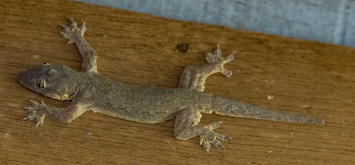 Flat-tailed House Gecko