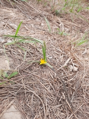 Curculigo orchioides