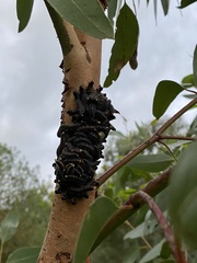 Perga dorsalis