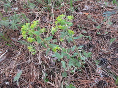 Euphorbia jenisseiensis