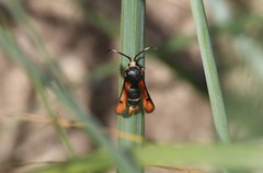 Pyropteron chrysidiforme