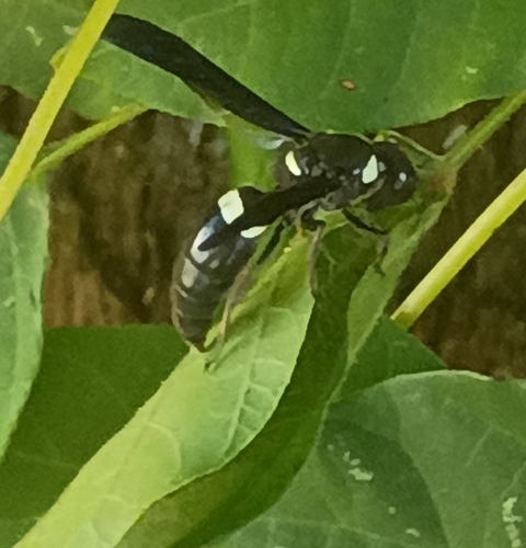 Four-toothed Mason Wasp