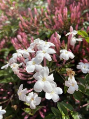 Jasminum polyanthum