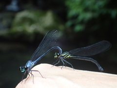 Bayadera brevicauda